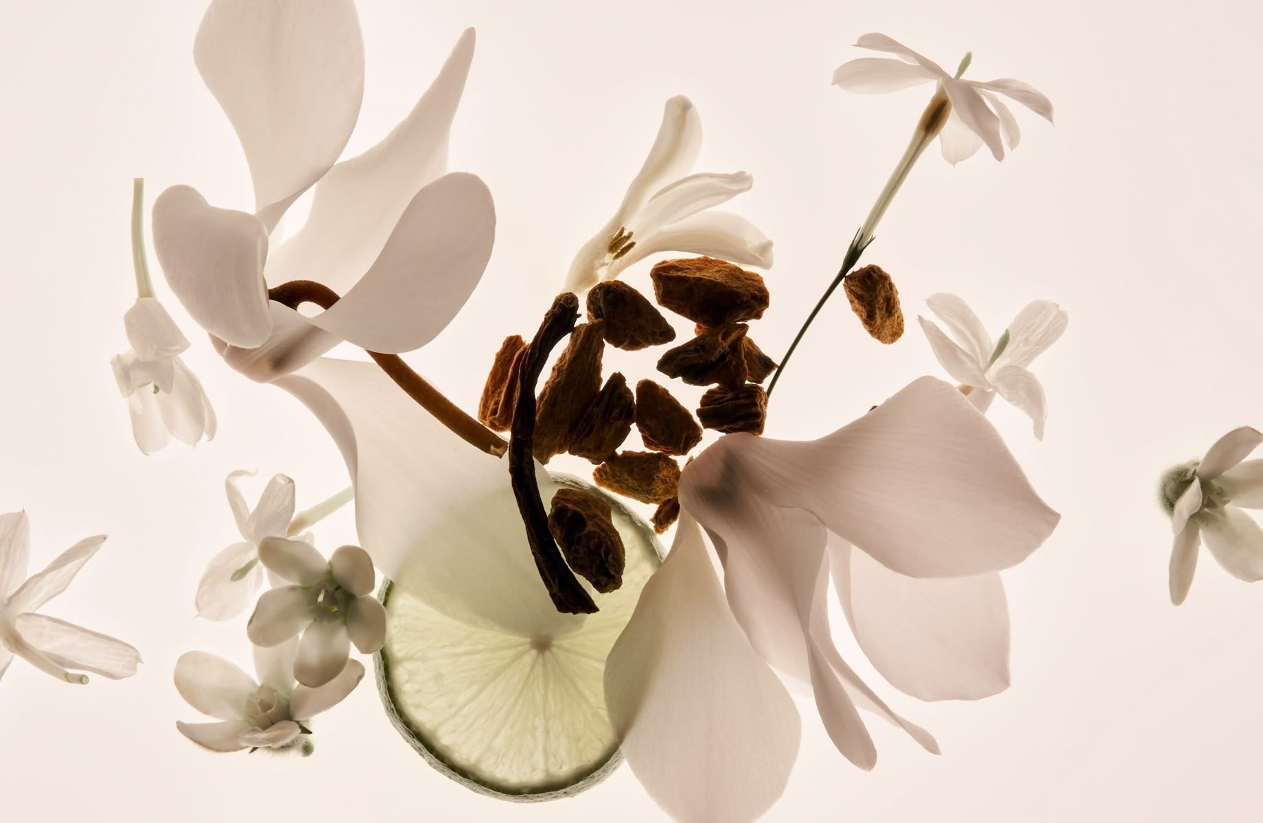 Shatavari, Spearmint & Modern Hormonal Cycles.