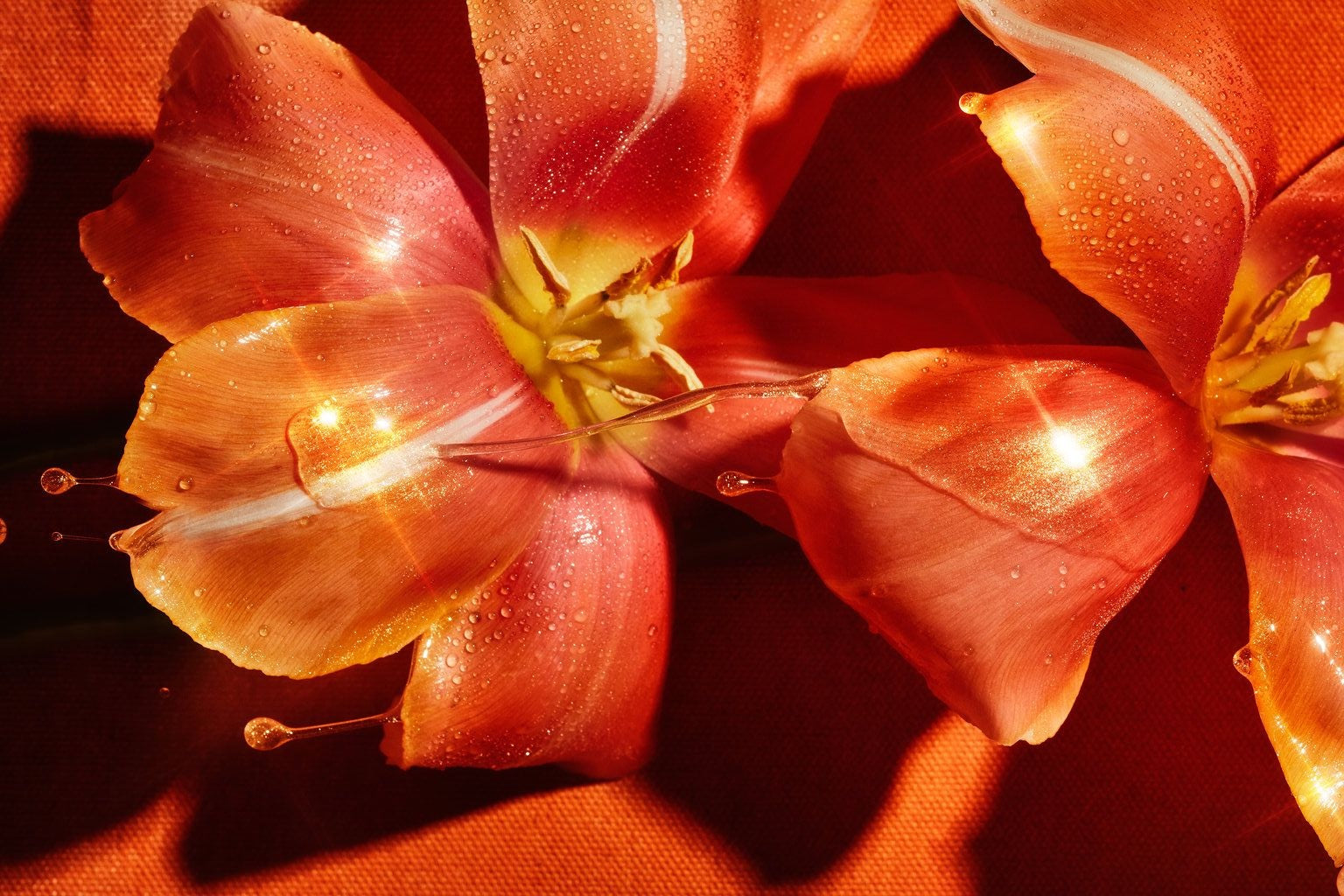 Not All Sweeteners Are The Same — And Your Gut Knows It.