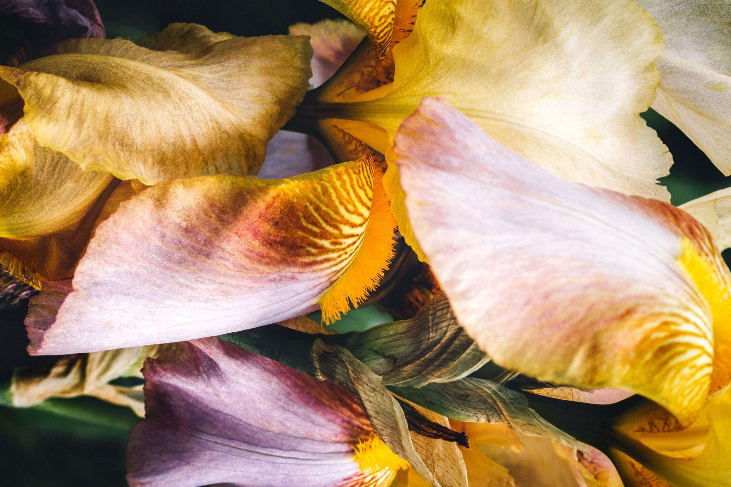 Chamomile, Lavender & Your Vagus Nerve.