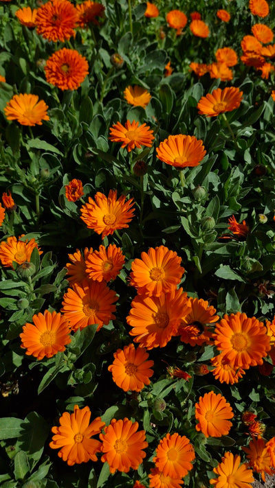 Calendula