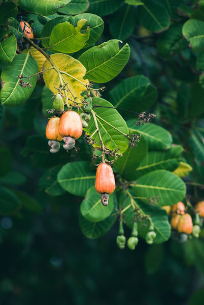 Cashews