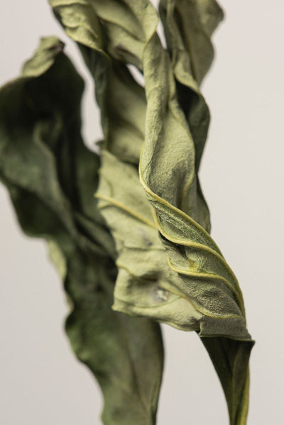 Curry Leaves