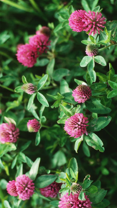 Red Clover